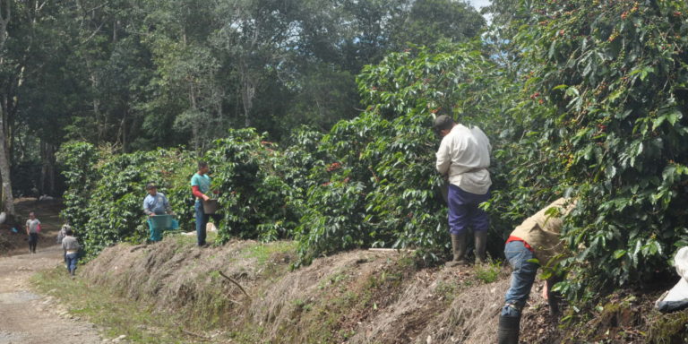 Prévenir le travail des enfants dans des plantations au Panama